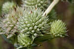 Yuccaleaf eryngo <BR>Northern rattlesnake master